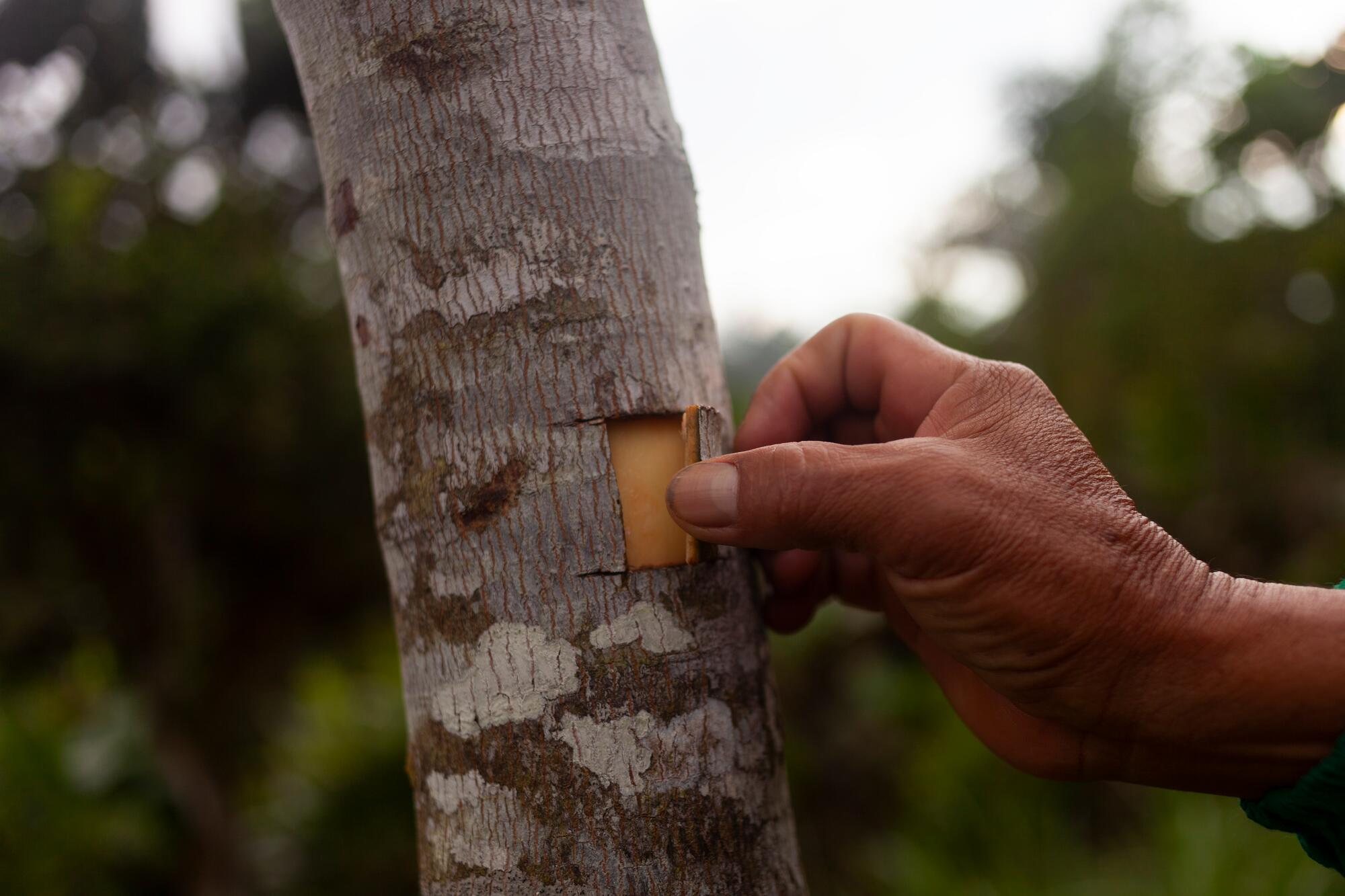 kl_quinine_active-ingredient_field_plant_2020 -45-